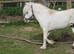 Looking Glass Swagger (dilute Appaloosa)