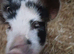 2 x KuneKune gilts