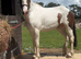 Stunning cob x warmblood
