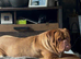 KC Dogue de Bordeaux girl looking for loving home