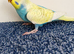 Budgies 2-Month-Old