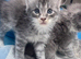 Full pedigree Maine Coon Kittens
