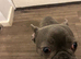Female 1 year old French bulldog