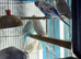 English Show budgies