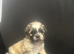 Lhasa apso cross shitzu pup 1 available