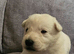 * 1 boy left *Great white stunning german sheherd boy pups for sale