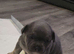 Last French bulldog x chichuaha