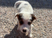 Jack Russell