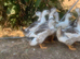 Silver Appleyard Ducks