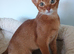 Two stunning Abyssinian male kittens ready niw