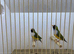 Pair of Gouldian Finches For Sale
