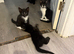 5 beautiful kittens for sale READY TO LEAVE
