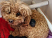 Tiny toy poodle female puppy. Health tested parents