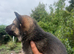 German Shepherd cute Puppies