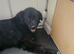 9 year old female Gsd x malamute