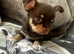 Choclate tan smoothcoat little boy