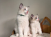 ️ Beautiful Fluffy Ragdoll-Type Kittens – 5Available ️