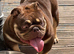 Female adult English bulldog
