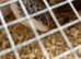 Button quail
