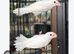 Birds selling in Stoke-on-Trent