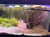 Floating plants