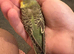 Hand reared tame budgie