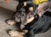 French bulldog puppy for sale