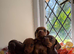 Miniature Dachshund puppies