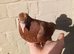 Chocolate Melueman Racing Pigeons Cock Bird 2026 RPRA