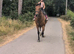 Beautiful ID cross Gelding