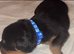 Beautiful Rottweiler pups for sale