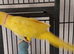 Beautiful male lutino Indian ringneck talking parrot