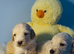 Mesmerizing golden doodle baby's