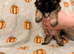 Three beautiful puppies