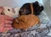 Baby Guinea Pigs Male and Female