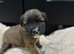 Staffordshire bull terrier pups