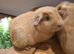 Guinea pigs californium and gold crested