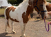 16hh Red & White Cob Mare 12 Years Old | All-Rounder | happy hacker