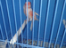 Canary birds