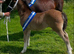 Registered welsh sec c mare in foal