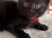 Five beautiful kittens looking for their forever homes