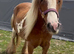 Stunning 13.2 female cob
