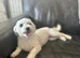 Bichon Frise 5yrs looking for new homes x2