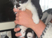 6 kittens ready now