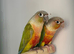 Pair of high red conures