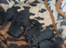 Yorkshire terrier puppies