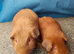 Beautiful bonded boys