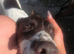 Gorgeous Workingline-Bred Springer Spaniel Girl Needs 5* Home ASAP