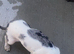 Mini Dachshund
