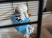 Blue male budgie